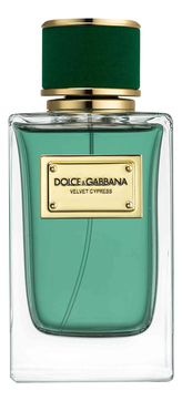 DOLCE & GABBANA Velvet Cypress