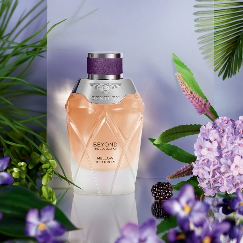 Bentley Mellow Heliotrope