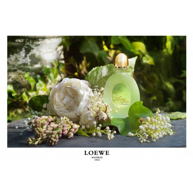 Loewe Aire Evasion